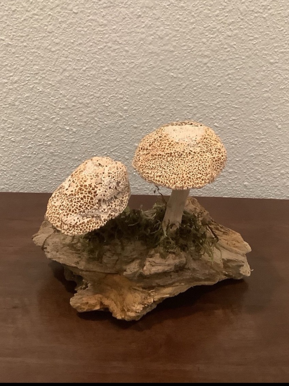 Driftwood Art, Driftwood & Seashell Mushrooms, Seashell Mushroom Art, Coastal - Picture 2 of 7